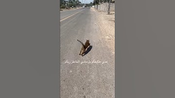 كل نفس ذائقة الموت ثم إلينا ترجعون #عبدالرحمن_مسعد #عبدالرحمن_مسعد_تلاوة_جديدة