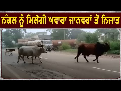 Nangal में नहीं घुमते दिखाई देंगे Stray Animals