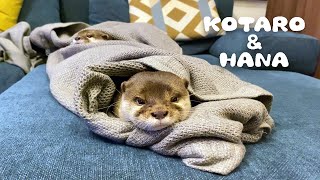 カワウソコタローとハナ 一緒にブリトーになってしまう　Otter Kotaro&Hana Otter Burrito