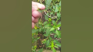One of the HOTTEST green chilli 🌶 (please like and subscribe if you enjoyed the video)