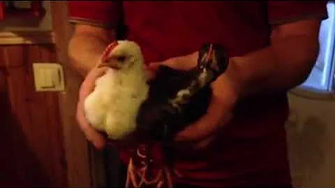 Chicken with nice head tracking...