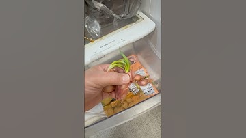 The Future of Onion Farming – New Method for the 21st Century!#ModernFarming #OnionRevolution