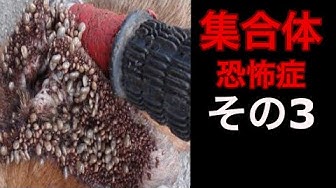 集合体恐怖症 Youtube