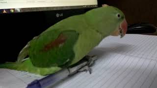 Parrot playing