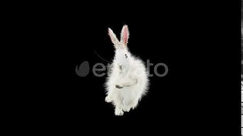 Rabbit Dancing HD | Motion Graphics - Envato elements