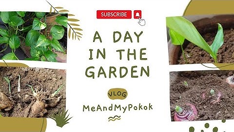 #shorts Gloxinia Blooming #minigarden #gloxinia #petanivogue #meandmypokok #atpeacewithnature