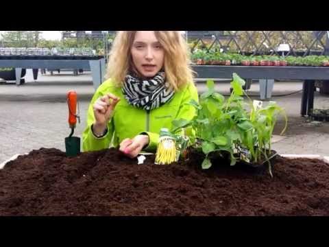 Video: Hvordan Og Hvad Man Skal Pickle Frø Inden Plantning