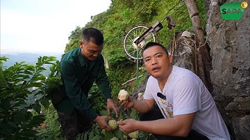 SAPA TV | MỤC SỞ THỊ CÙNG NGƯỜI DÂN ĐỒNG BÀNH LẠNG SƠN ĐI THU NA TỪ TRÊN NÚI ĐÁ