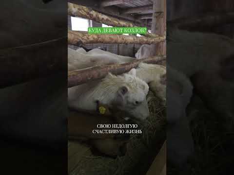 Видео: Ферма с молочными козочками #свояеда #андрейданиленко #козы #shorts #козьемолоко #кахета #молоко
