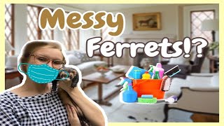 CLEANING ROUTINE Cage Free Ferrets! | Pazuandfriends