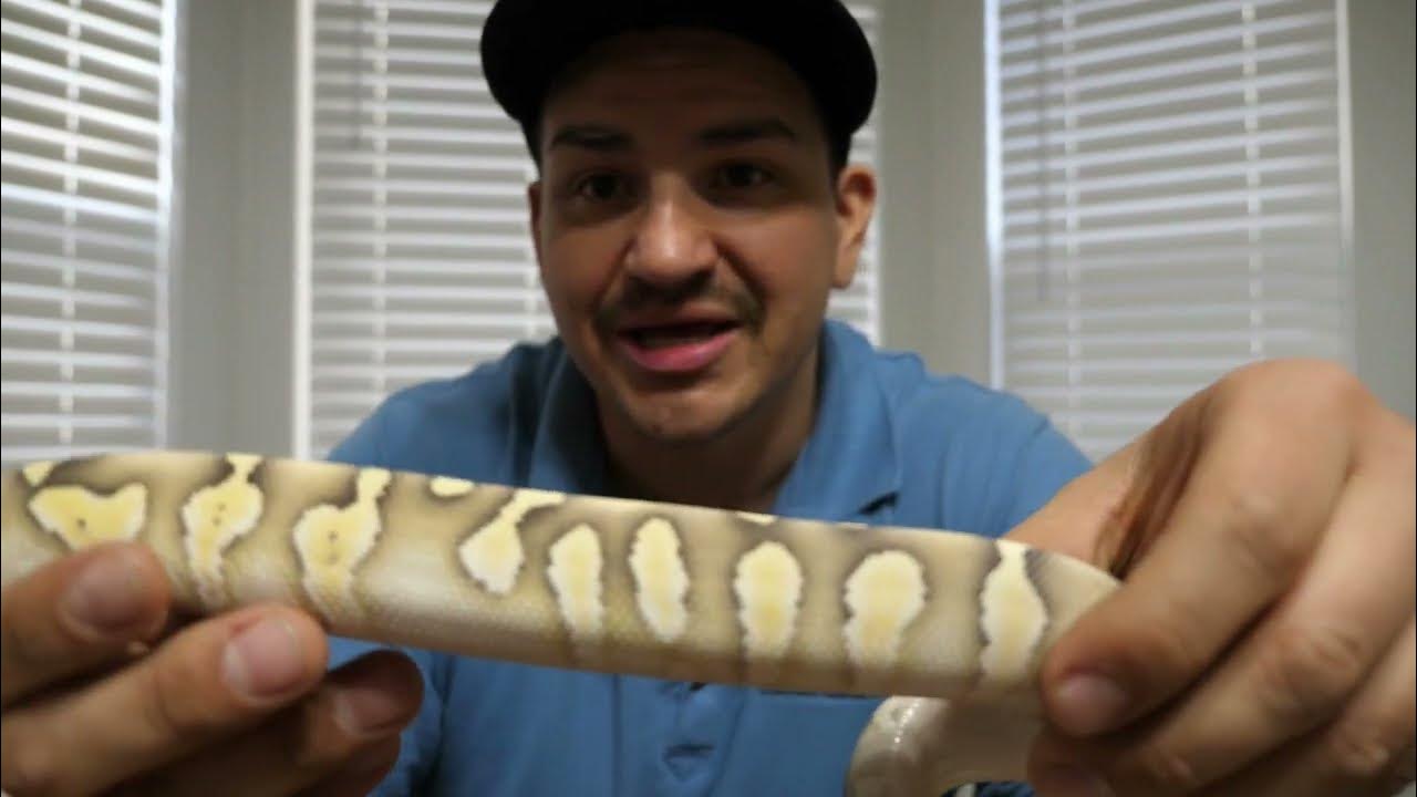 DG ball pythons unboxing YouTube
