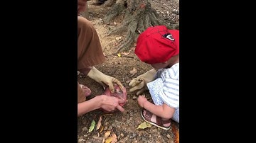 Quê Hương tuổi thơ tôi | Bé Vải đi bắt bọ xít| 17-3-2020 | Bé Vải Tv