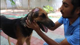 Street injured Dog with skull exposed from the Life-threatening head Wound.