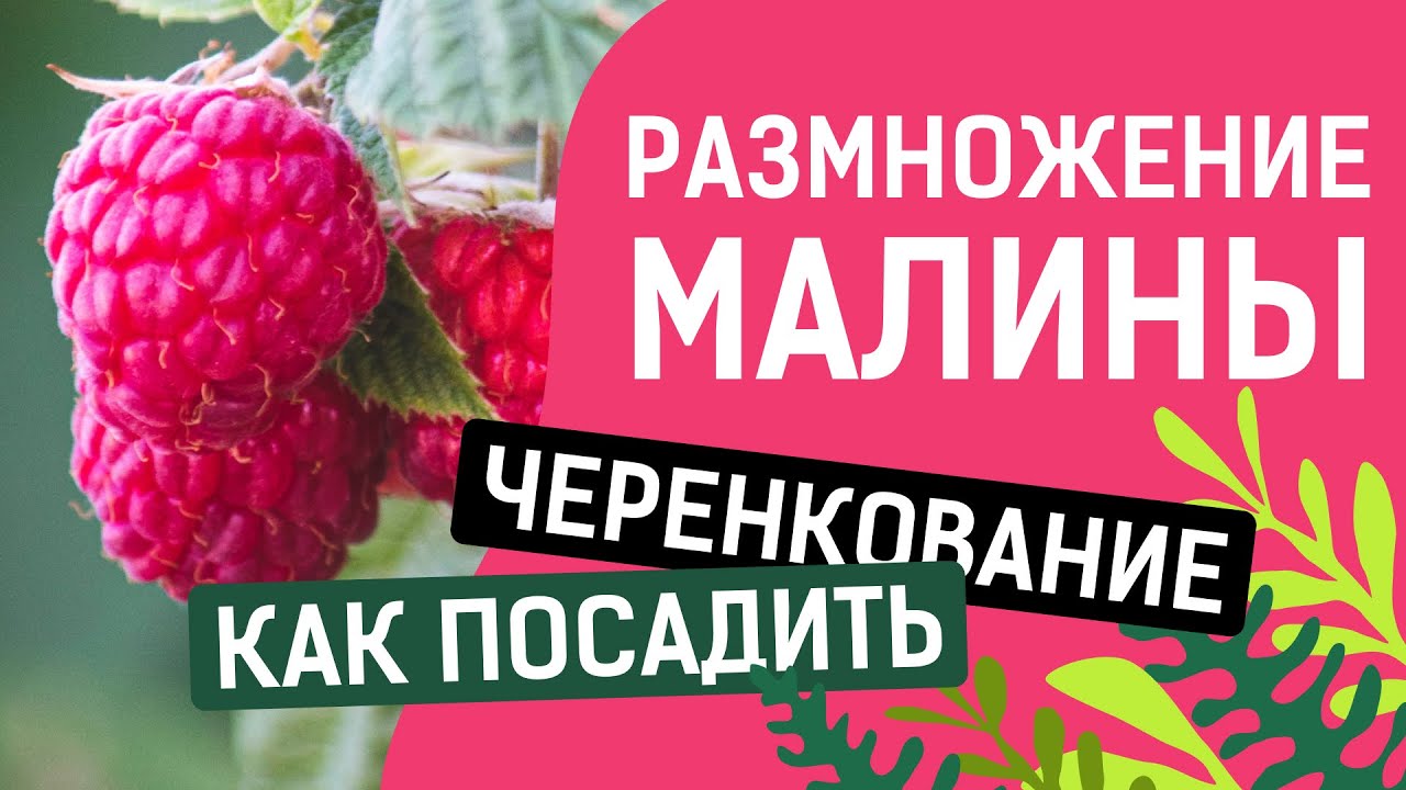 ЧЕРЕНКОВАНИЕ МАЛИНЫ!! ПРОСТО,БЫСТРО И УДОБНО!!