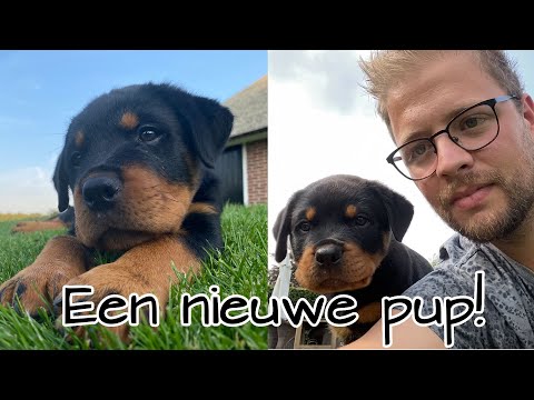 Video: Puppy Met Een Snor Smelt De Netten Van Tederheid