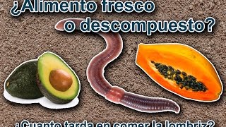 ¿ Puede la Lombriz Roja Californiana comer alimento fresco ?