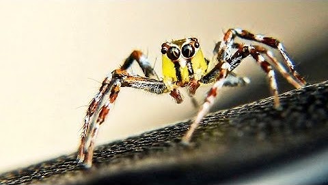 Panasonic Lumix DMC FZ-200 With MACRO LENS Shots 5 (edited)