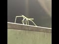 dancing stick bug