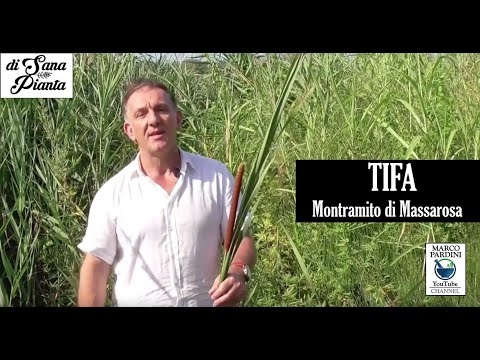 Video: Proprietà Uniche Della Tifa