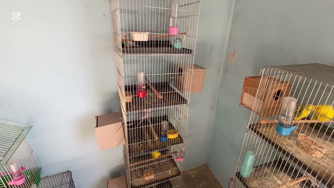 Çıkım Günü Sıra Dışı Anlar! Muhabbet Kuşu Civcivlerinin Doğum Hikayesi ve Bakımı