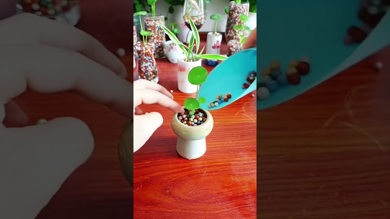 How to growing flowers in cup color #diy #viralvideo #garden #shortvideo