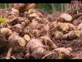 On the farm getting great ginger harvests from a small piece of land