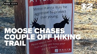 Couple describes moment moose charged at them unprovoked on popular Park City trail