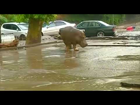 ზოოპარკიდან გამოქცეული ცხოველები თბილისის ქუჩებში (ვიდეო)