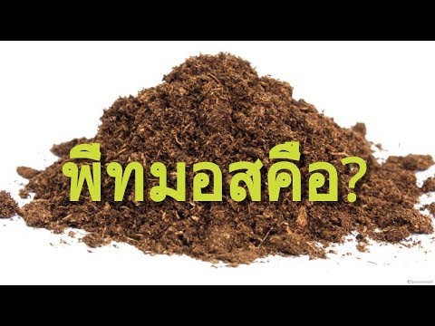 วีดีโอ: คุณใช้ชีทมอสอย่างไร?