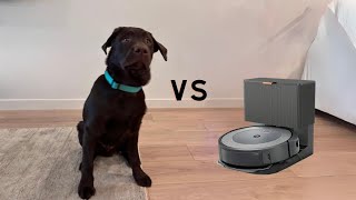 LABRADOR PUPPY VS ROOMBA VACUUM!!