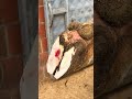 incredible recovery process