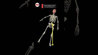 Center of Gravity vs. Base of Support #muscleandmotion