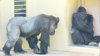Silverback wants to communicate with female gorillaShabani Group