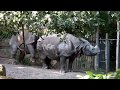 Mating Indian rhino's loving each other @ Diergaarde Blijdorp - Rotterdam Zoo