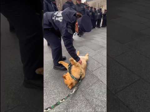 This Dog Pretends