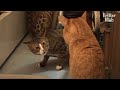 Cat Can't Accept New Siblings And Threatens Them To Move Out | Kritter Klub