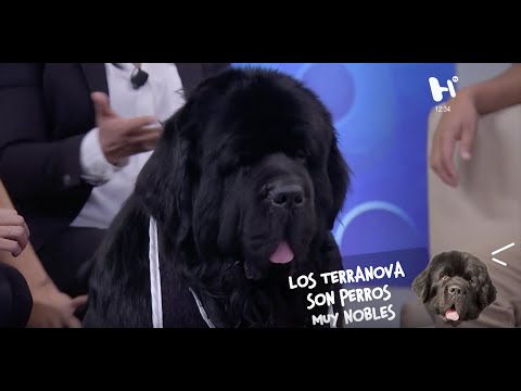 Terranova: El perro más noble y dulce del mundo Terranova. Origen, Características, Alimentación, Cuidados, Curiosidades