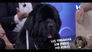 Terranova: El perro más noble y dulce del mundo