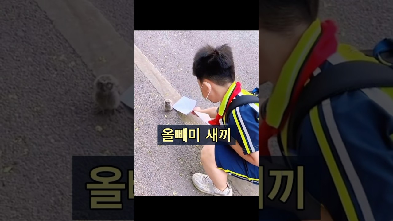 부엉이와 어린 소년 사이의 특별한 유대감! #동물 #animals