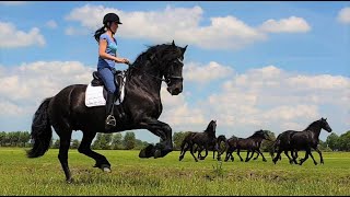 Having fun with Uniek and the young Friesian horses