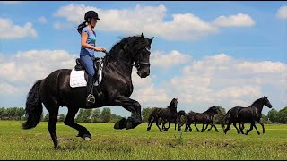 Having fun with Uniek and the young Friesian horses 🐎🐎🐎