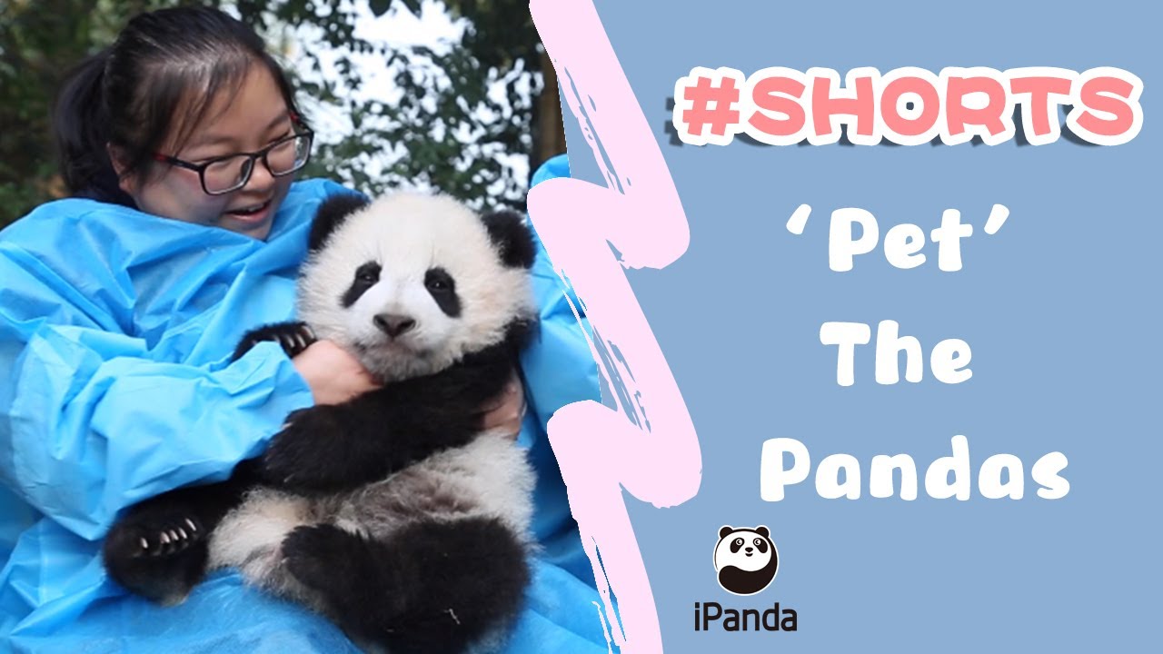 How Does It Feel Like To ‘Pet’ The Pandas?  | iPanda #Shorts