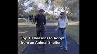 Top 10 Reasons to Adopt from an Animal Shelter