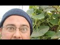 Pianta Zucchina Lunga In Gennaio !