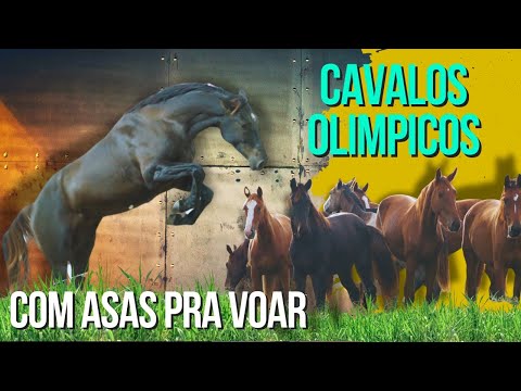 CAVALOS OLÍMPICOS: A REVOLUÇÃO DA CRIAÇÃO EM LIBERDADE
