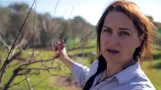 Pruning a Mature Fruit Tree
