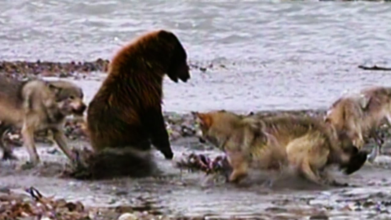 Grizzly Bear Battles 4 Wolves