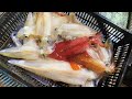 【山陰/島根沖】自作仕掛けで挑む！ケンサキイカ釣り！！【イカメタル/オモリグ】