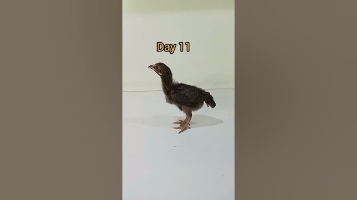 Chick growth from day 1 to 31  #youtube #birds #vlogs with sheikh#short || viral
