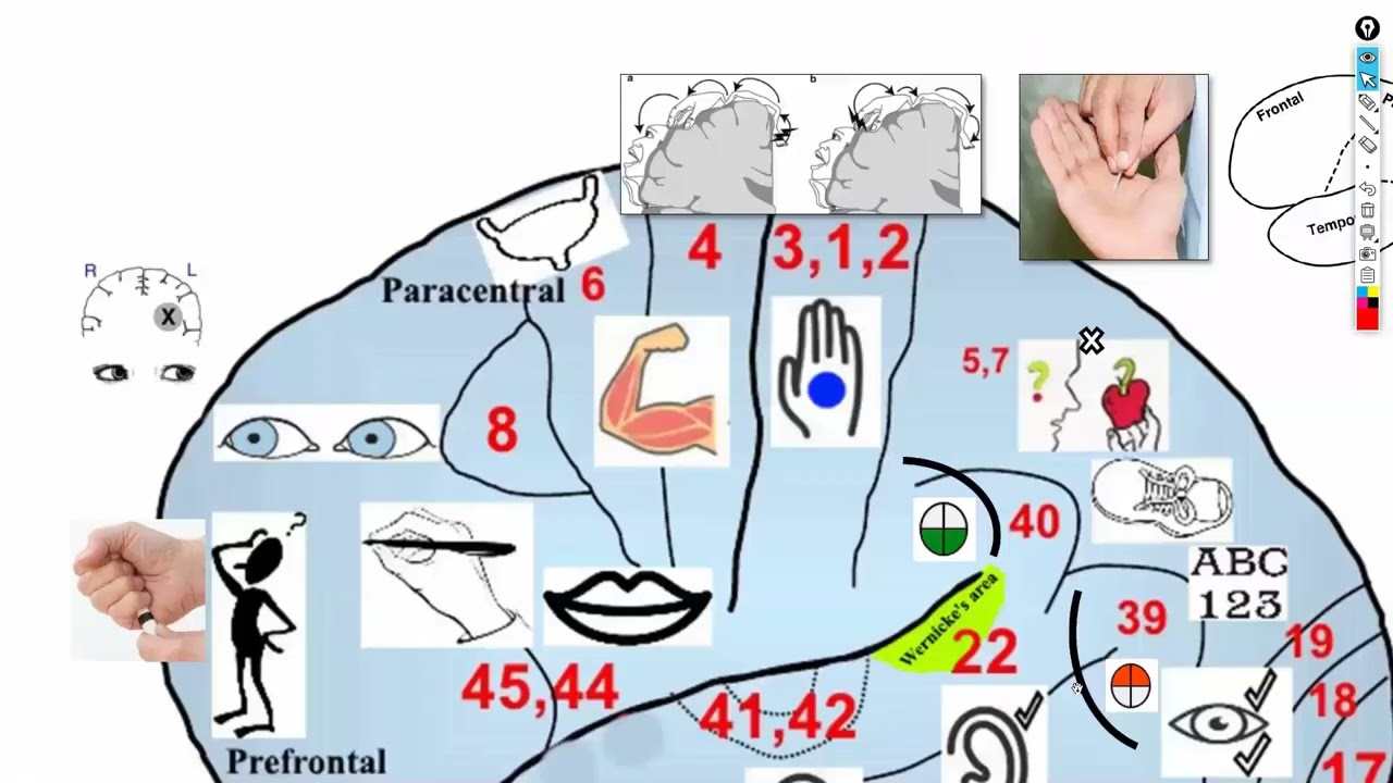 2-Pathways & Cranial nerves (1-4) شرح باطنة دكتور سويلم